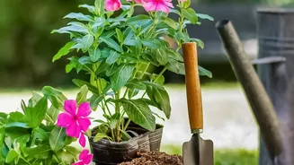 The Latest August Gardening Advice Puts Root Health In Focus