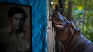 Herdeiro indiano pede hipopótamos de Pablo Escobar à Colômbia