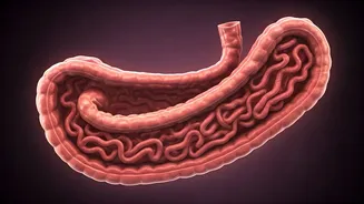 Mastering the Fibre Curve: Taming Gas & Bloating for Gut Health