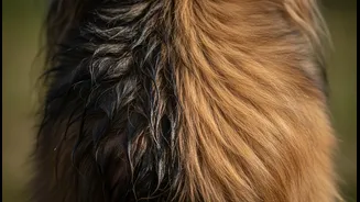 Why Long-Haired Dog Breeds Face Extended Treatment Courses If Wet Undercoats Are Left Unchecked