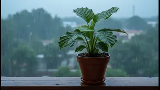 Rainy-Season Plant Care Begins With Drainage, Airflow And A Soil Check