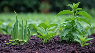 Indian Monsoon Gardening Is Easier Than You Think