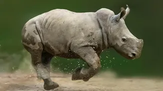 How Field Teams Completed Dudhwa's Latest Rhino Count