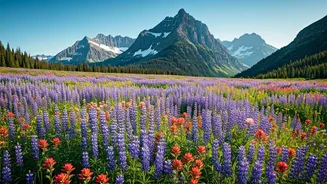 Montana's Summer Wildflower Spectacle: Best Trails and Times to Witness Nature's Bloom