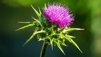 Native Plants Help Urban Gardens Bloom Naturally