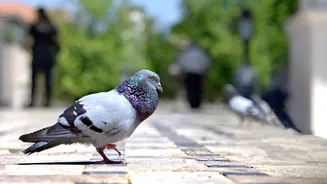 Aves urbanas parecem gostar mais de homens do que de mulheres, aponta estudo