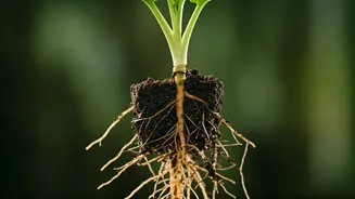 Monsoon Proofing Guide: Fix Plant Root Rot Today