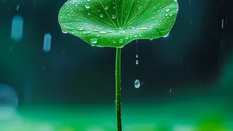 Fresh Rain Can Change Travel Plans Quickly: How to Stay Prepared