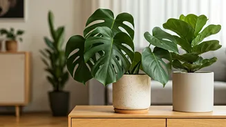 The Plant Parenting Craze Isn't Slowing Down