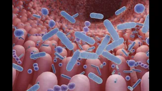Sinais do corpo quando há o supercrescimento bacteriano no intestino
