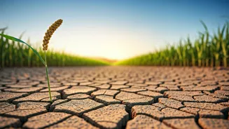 Why Water-Saving Crops Matter More This Year