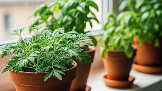 7 Natural Mosquito Repellents: Beautify Your Home While Keeping Pests Away!