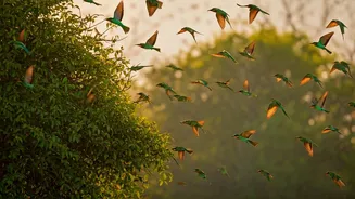 Thousands of Bee-eaters Create a Living Symphony in Anamalai Tiger Reserve