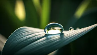 Monsoon Balconies Need Water-Stagnation Patrols