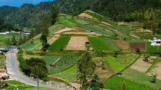 India's Farmers Watch Monsoon Gaps As Kharif Crops Grow