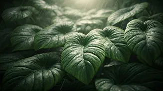 Experience Kerala Differently This Rainy Season