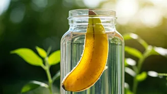 Use Diluted Banana Peel Water For Organic Potassium Boosts