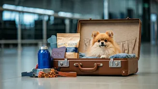 Airline Pet Rules Need A Plain Guide