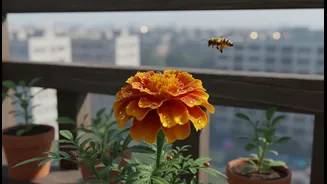 Marigolds Can Turn Balconies Into Tiny Ecosystems