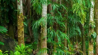 Queensland Courts Indian Travellers with Coast, Wildlife and Rainforest Experiences