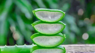Plant Propagation Using Everyday Cuttings: Key Facts And Context