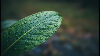 ಮಳೆಗಾಲದಲ್ಲಿ ದೇಹ ಸುಸ್ತಾಗುವುದೇಕೆ?