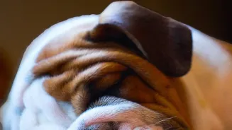 Post-Monsoon Pet Hygiene Essentials: Defending Dogs Against Fungal Skin Infections Daily