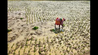 Understanding El Niño's Impact on Indian Agriculture
