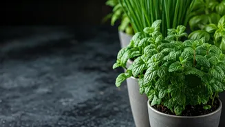 The Low-Light Gardening Fix: 4 Herbs For Indoor Spaces