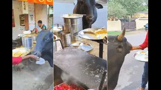 Bull Gets Personal Dosa Service At Busy Street Corner, Viral Video Has The Internet Obsessed