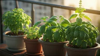 Tulsi And Curry Leaves Are Urban Garden Goals