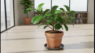Leave Enough Space To Reach Soil, Drainage Trays And Pruning Points