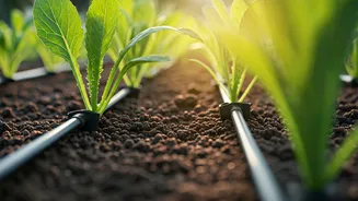 The Garden Upgrade Worth Trying