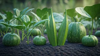 These Homegrown Vegetables Love India's Rainy Months