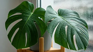 Indoor Plants Need A Rainy Care Checklist