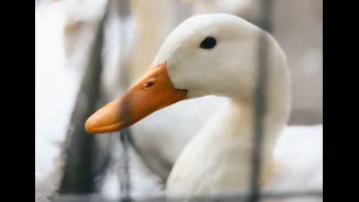 Adeus, foie gras: entenda por que a iguaria foi proibida no Brasil