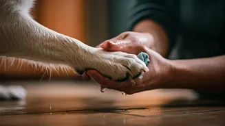 Paw Cleaning Is The Monsoon Habit To Save