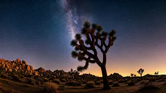 Joshua Tree National Park: Your Ultimate Guide to Stargazing, Iconic Trees & Desert Wonders