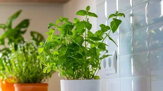 Windowsill Tray Harvesting Setups Make Micro-Green Growing Easy For Beginners In Compact Apartments