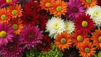 AMU's Floral Fiesta: A Blossoming Spectacle