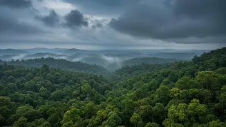 India's Forest Future May Depend On How Rainfall Patterns Continue To Change
