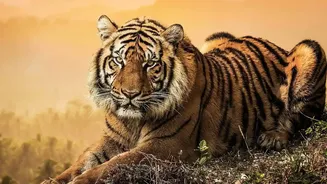 Nepal's Tiger Population Growth Comes with Better Early-Warning Systems