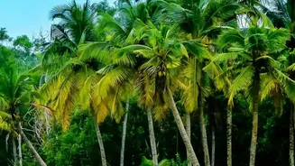 Why Kerala's Tourism Strategy Emphasises Culture, Nature and Community