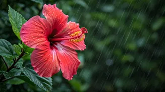 Hibiscus Blooms Keep Monsoon Gardens Alive
