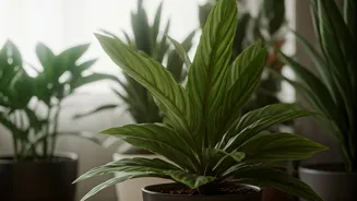 Monsoon Growth Loves Clean, Airy Plants
