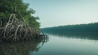 How Sundarbans Mangrove Telemetry Systems Provide Real-Time Tracking For Coastal Erosion Crises