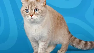 Cat Identification Should Include a Recent Photograph and Contact Information