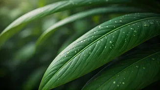 Monsoon Makes Kerala Look Rich Without Rich Prices