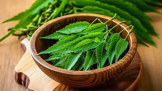 Why Simple Homemade Neem Oil Sprays Provide Organic Protection For Indoor And Outdoor Balcony Plants