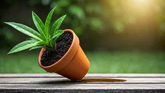 Tilted Pot Placement Protects Plants From Deadly Waterlogged Roots